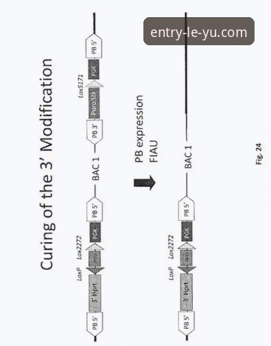LEEYU体育App最新版实用指南：功能解析与高效使用技巧
